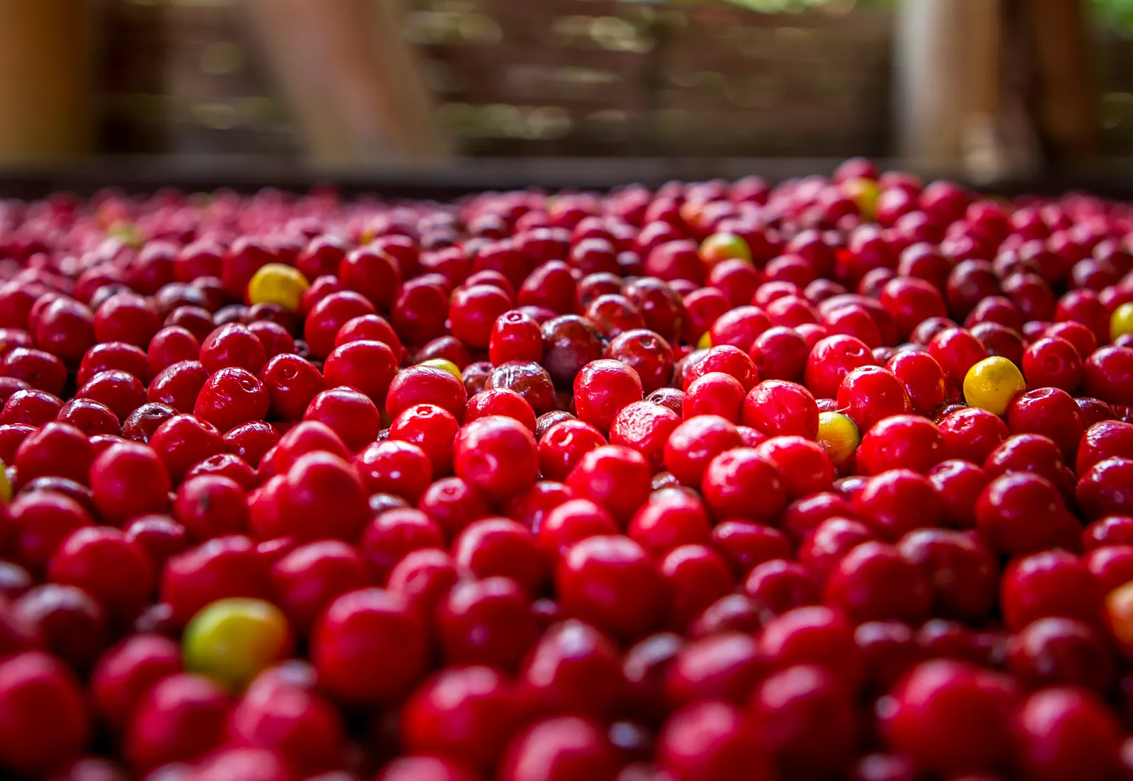 Cerezas de café maduras