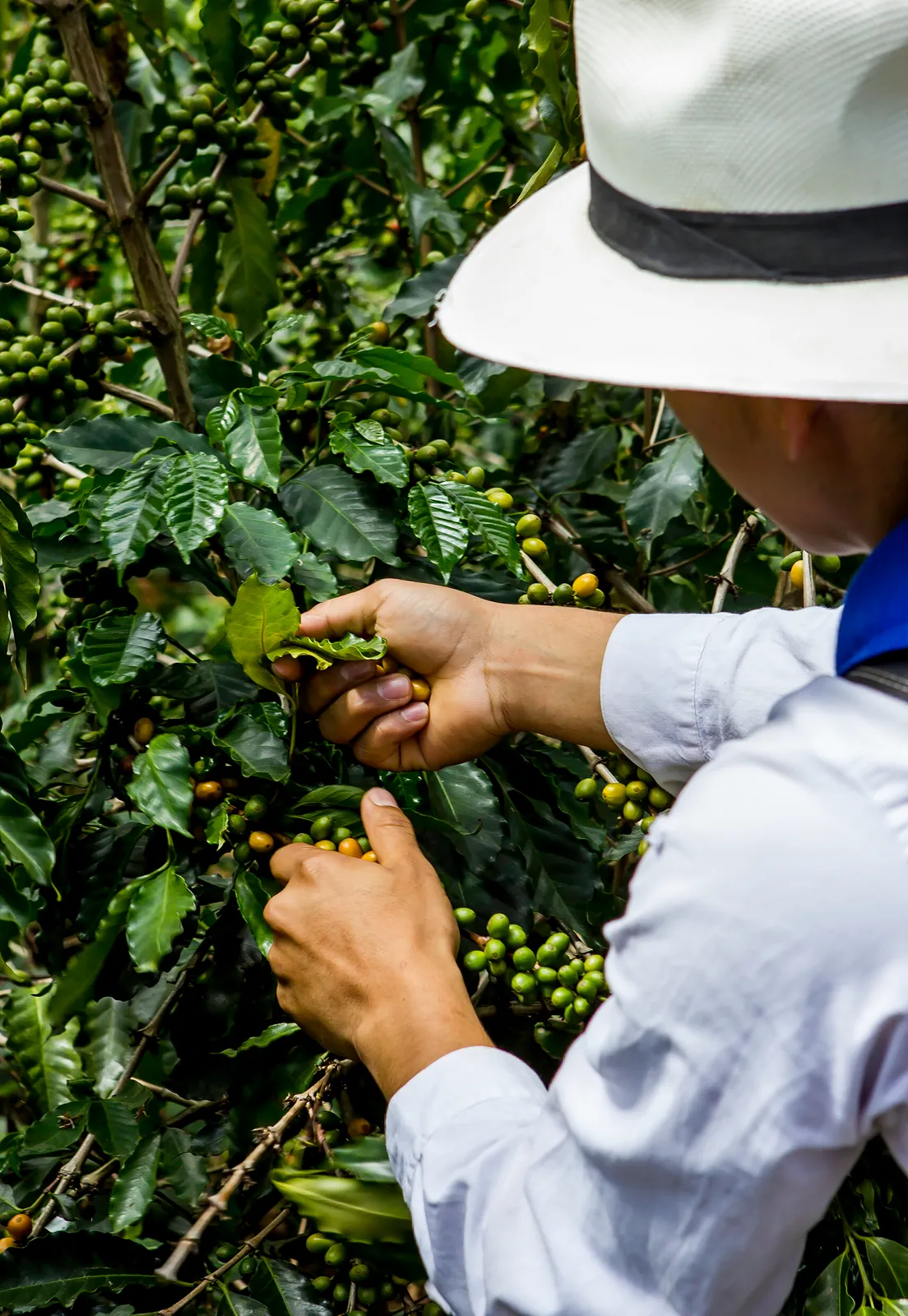Productor recolectando café en su origen