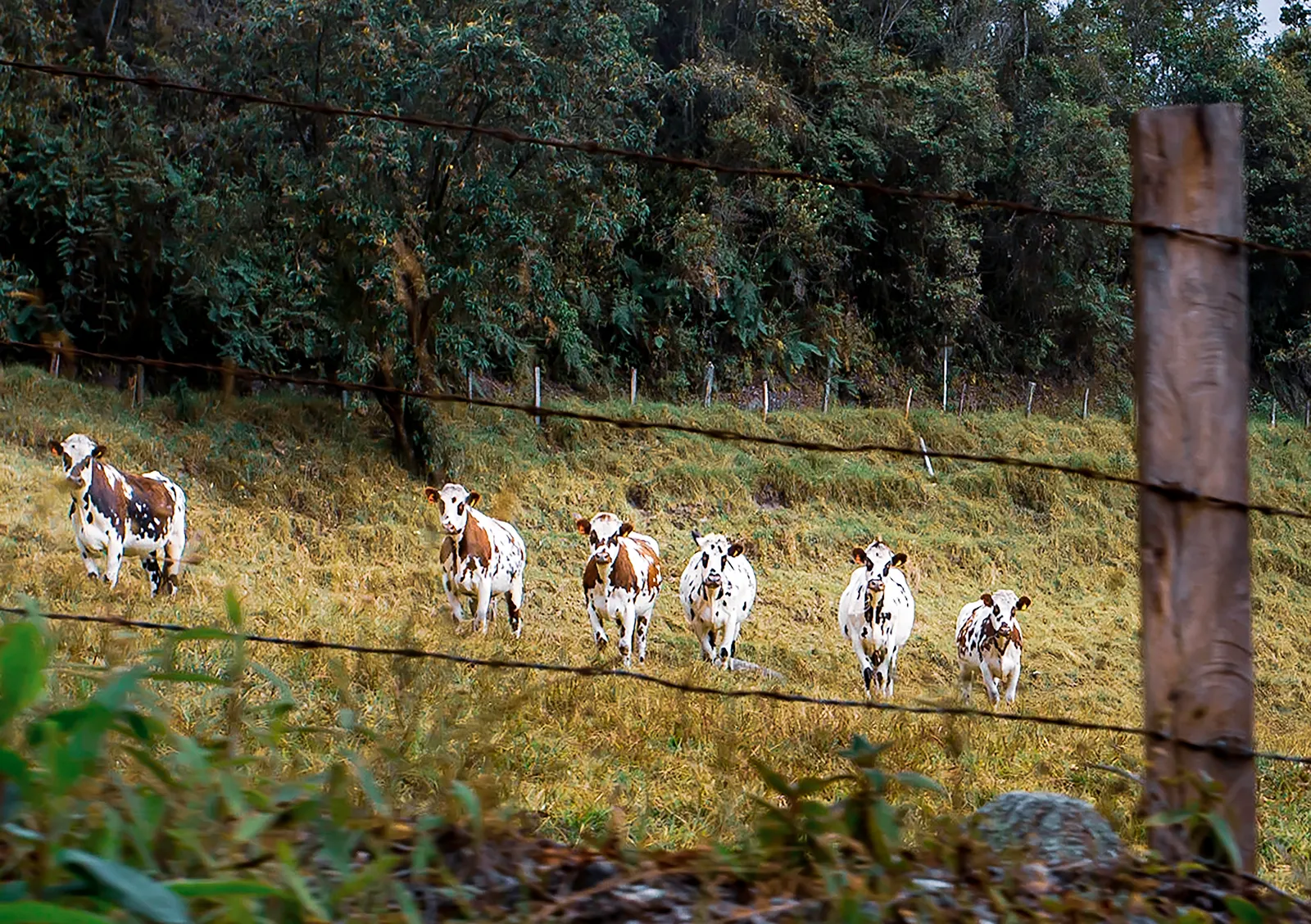 La vida del campo